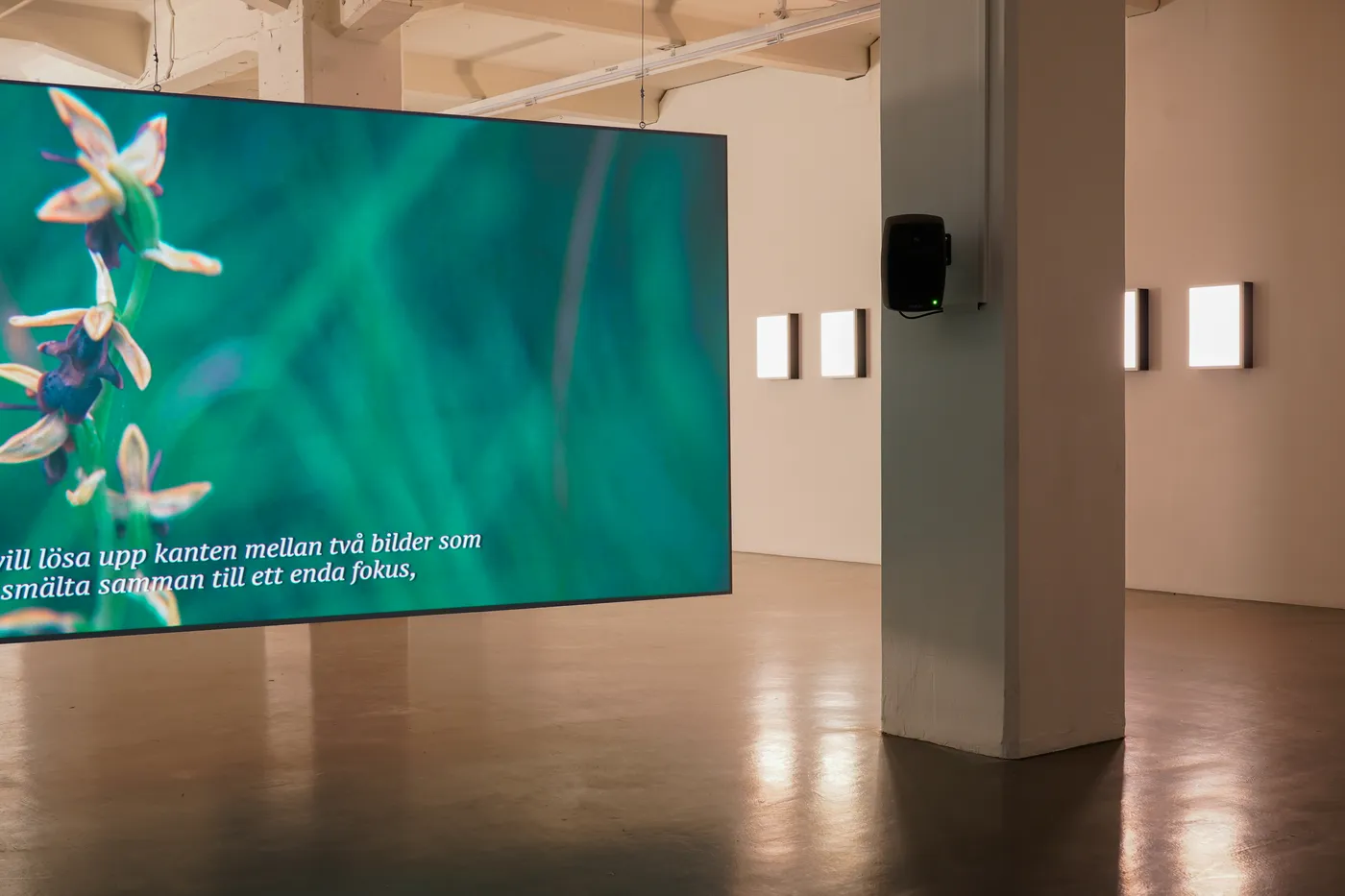 A large screen hanging in a dark hall shows fly orchids against green, with subtitles