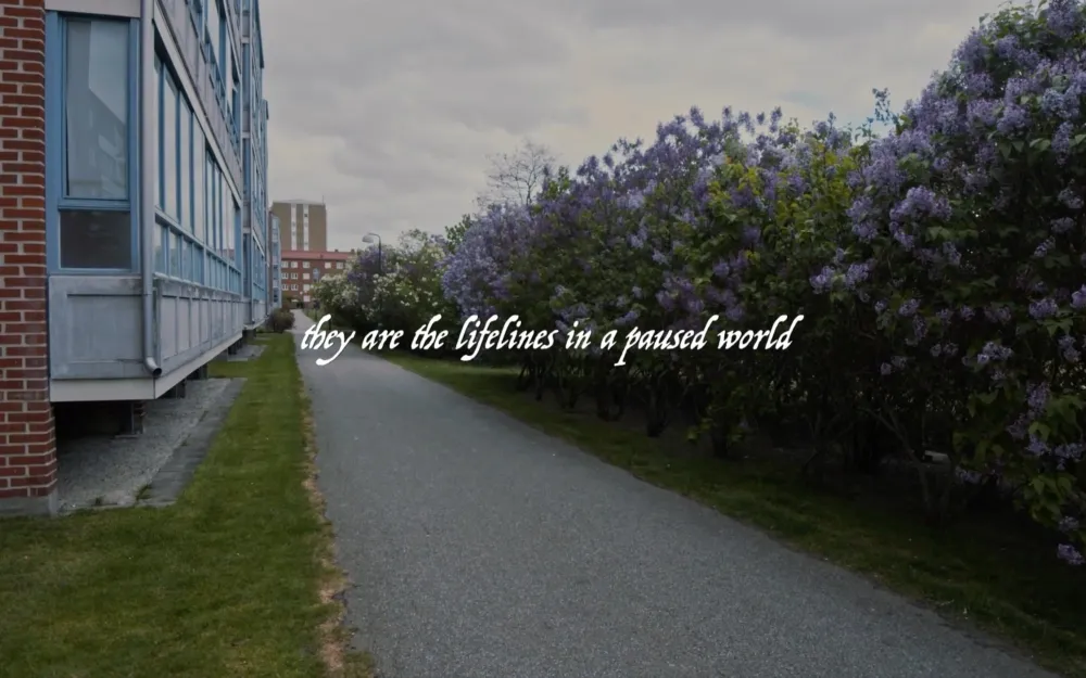 Film still: a path between a block of flats and flowering lilacs in Malmö, with the words they are the lifelines in a paused world