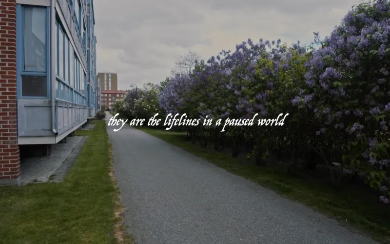 Film still: a path between a block of flats and flowering lilacs in Malmö, with the words they are the lifelines in a paused world