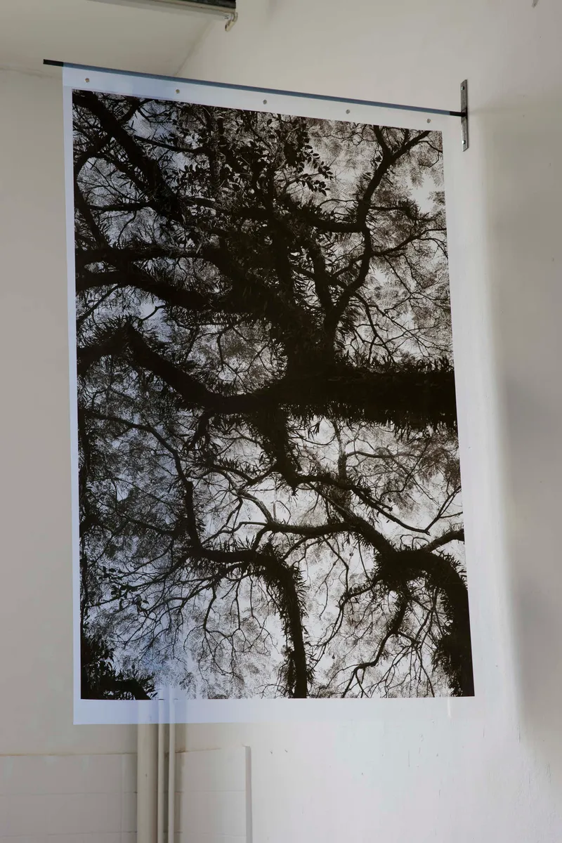 A large black and white print of tree branches seen from below, hanging from a rod