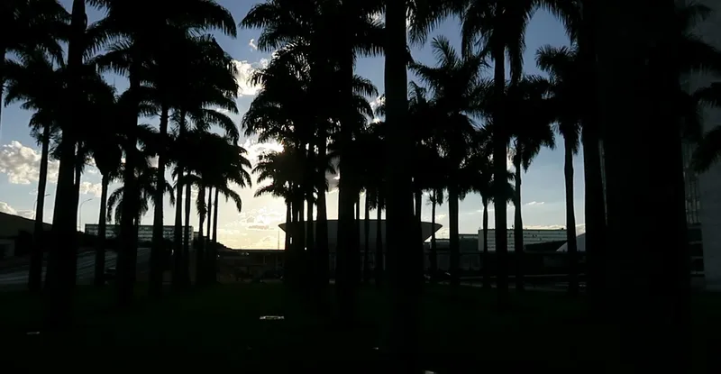 Royal palms in silhouette against the evening sky in Brasília, government buildings behind